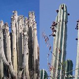 Pachycereus weberi Tehuacan, Pue., Mexico ©Christophe Assalit.jpg